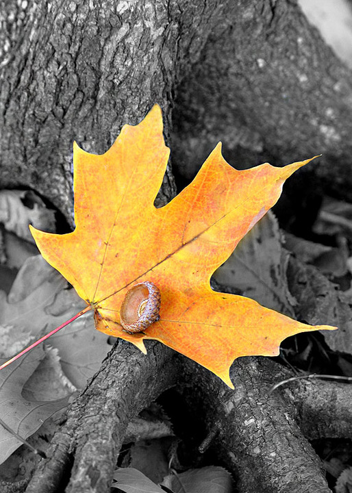 WC#453 Fall Colors