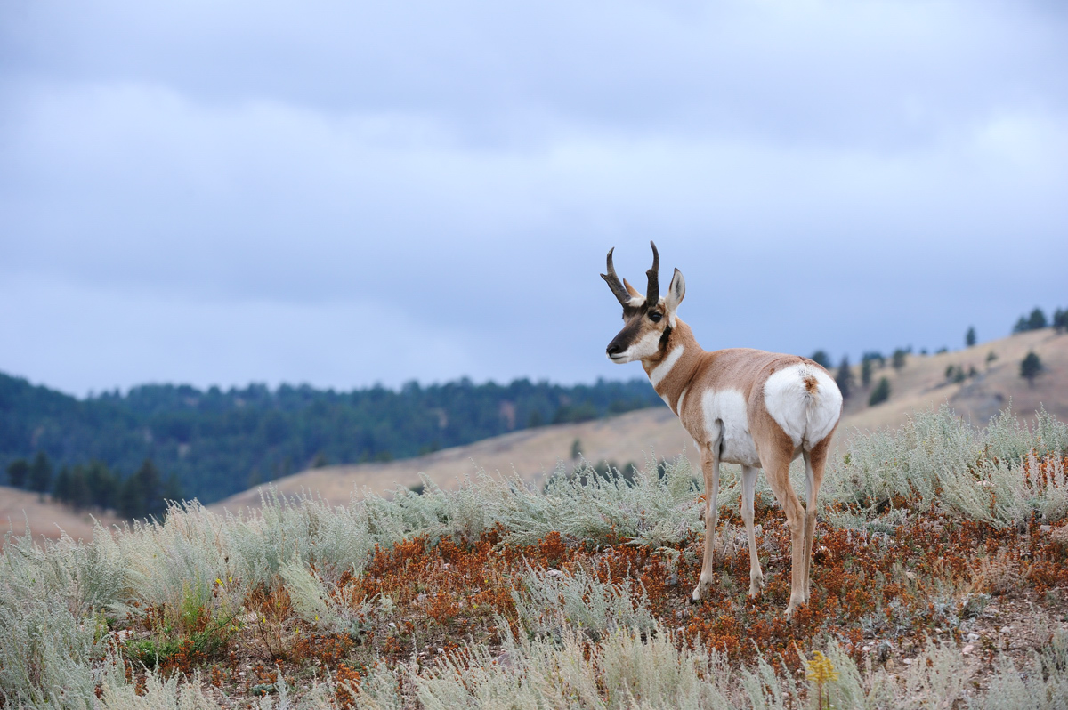South Dakota Pronghorn 