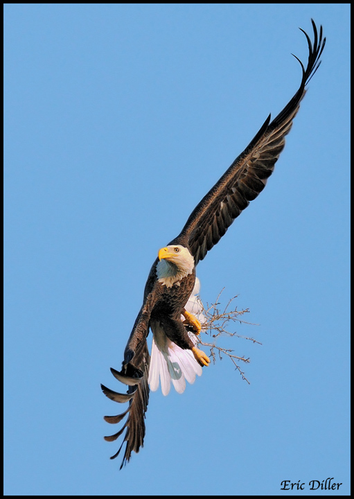 Bald Eagle to the nest