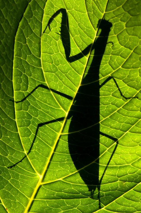 Shadow Boxer