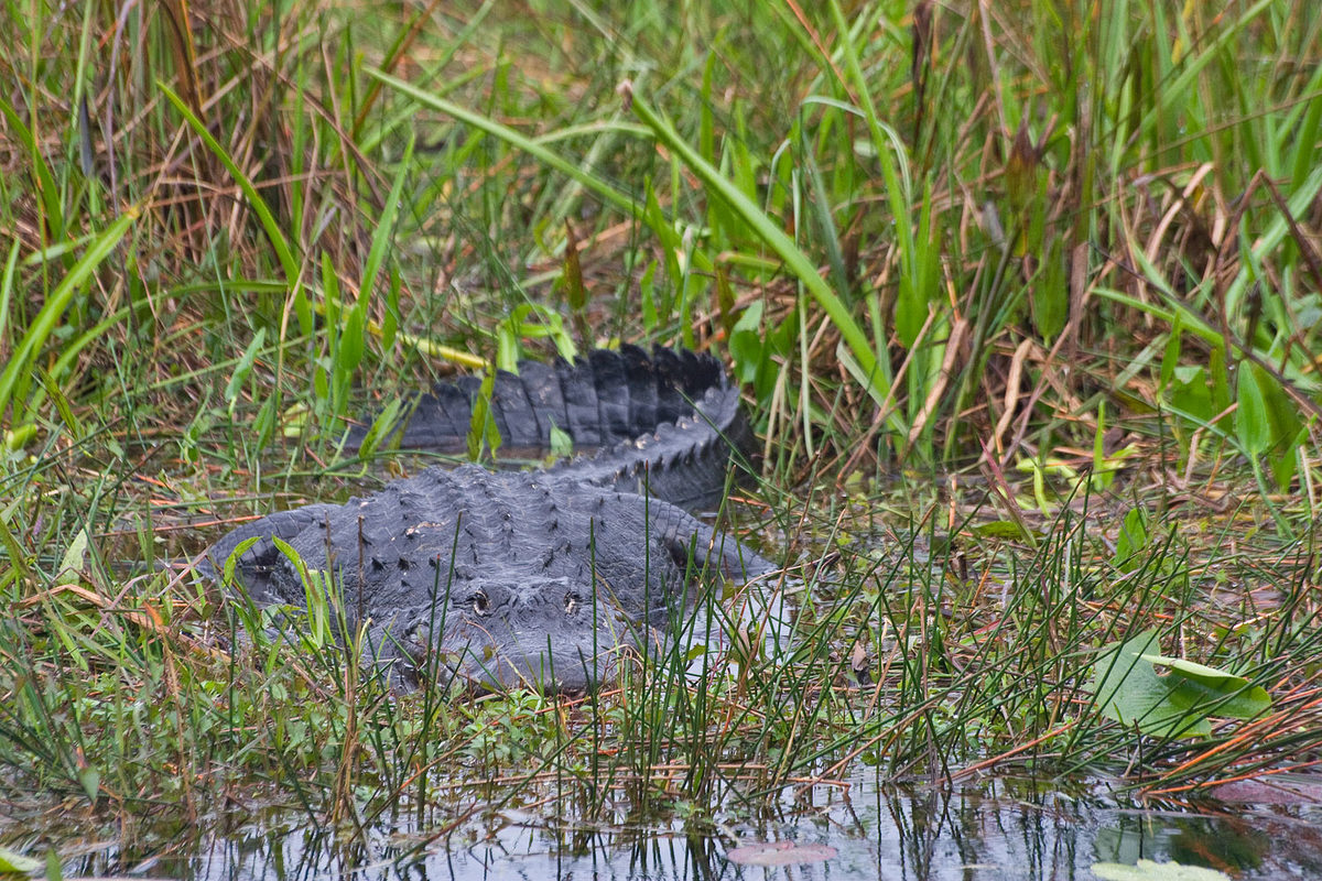 Alligator