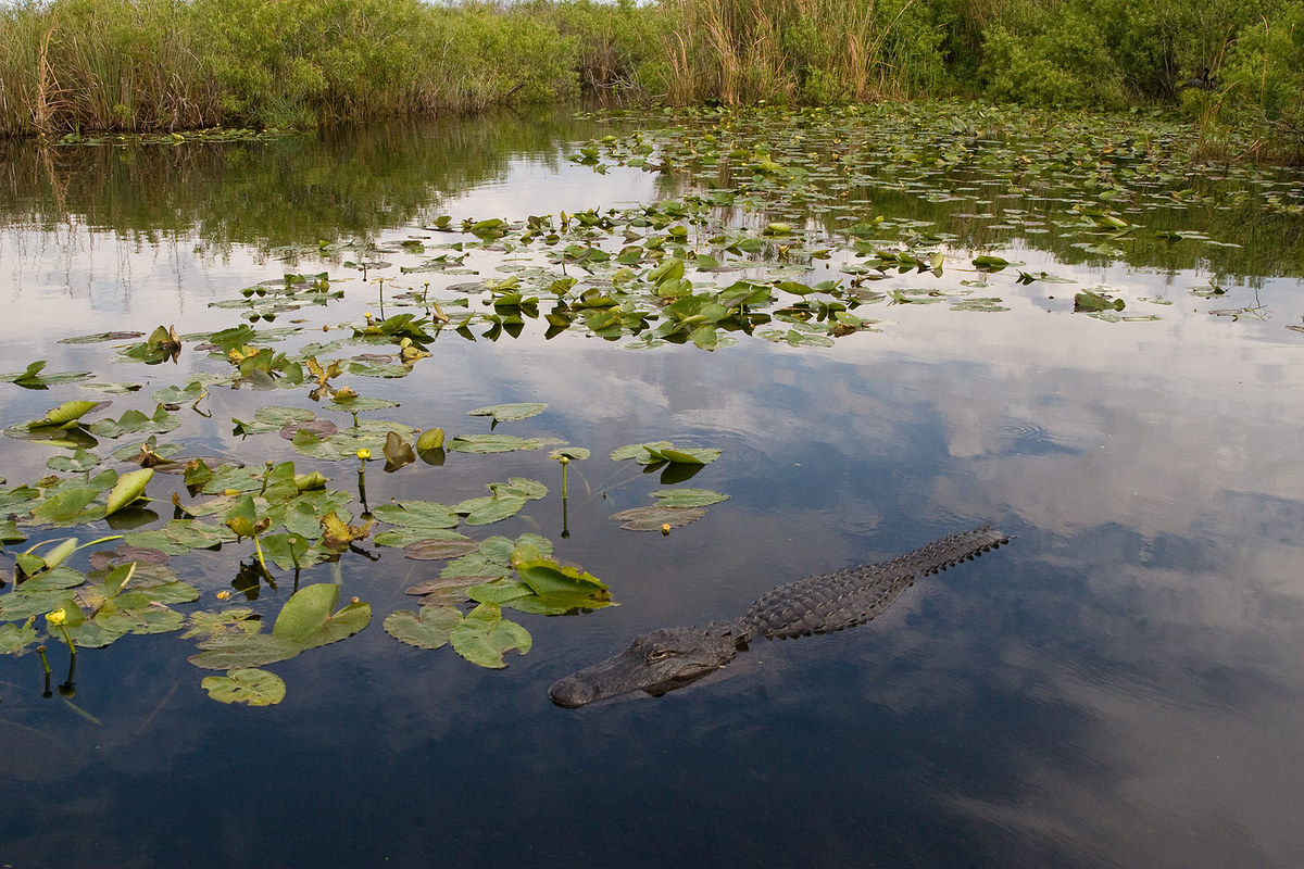 Swamp