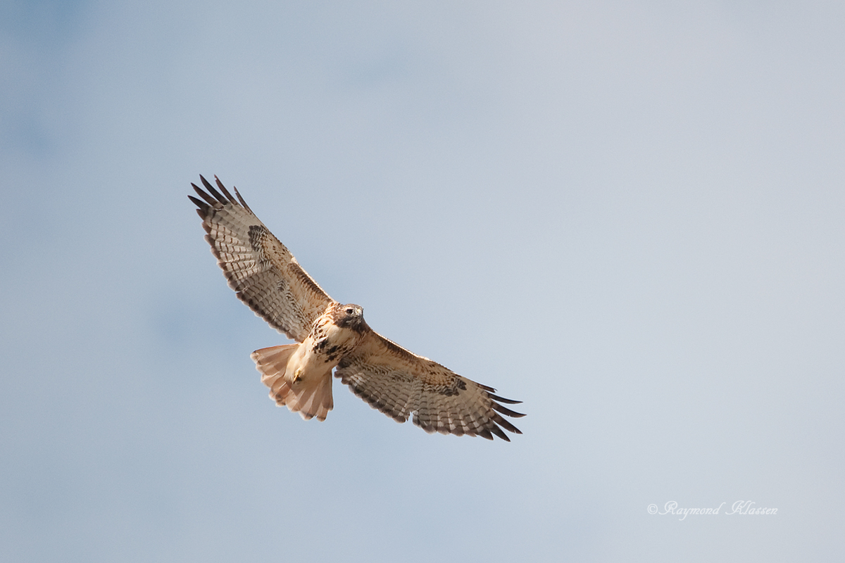 Soaring Red-Tailed Hawk