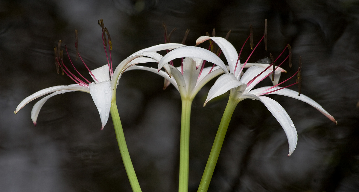 Swamp lily 