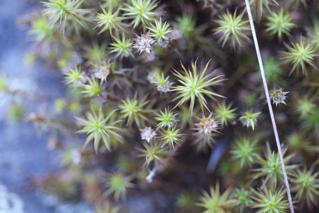 Moss Cascading