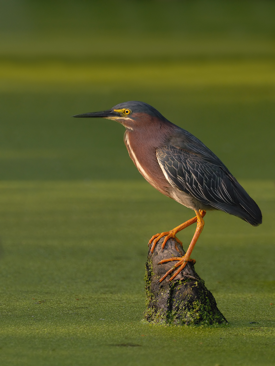 Green Heron