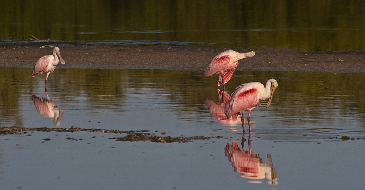 Spoonbills
