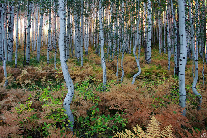 Fern Forest (w/ new crop)