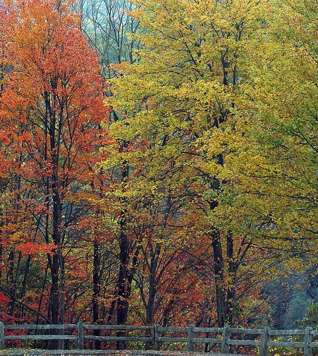NC color