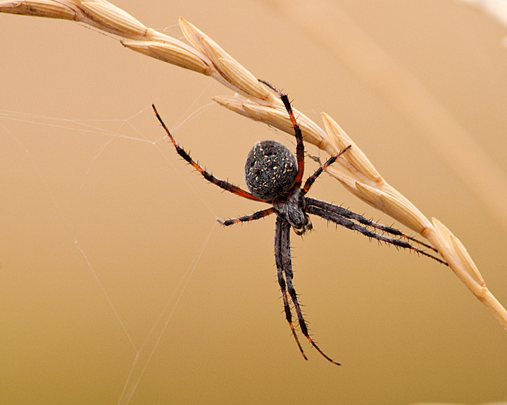 Hanging on