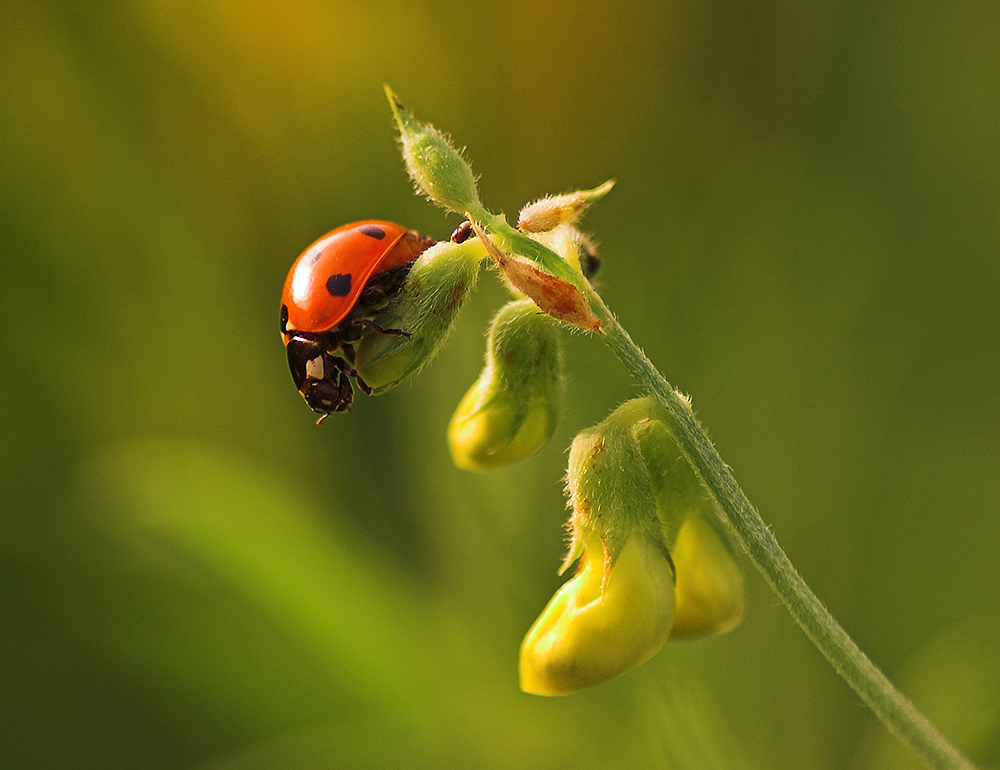 Ladybird