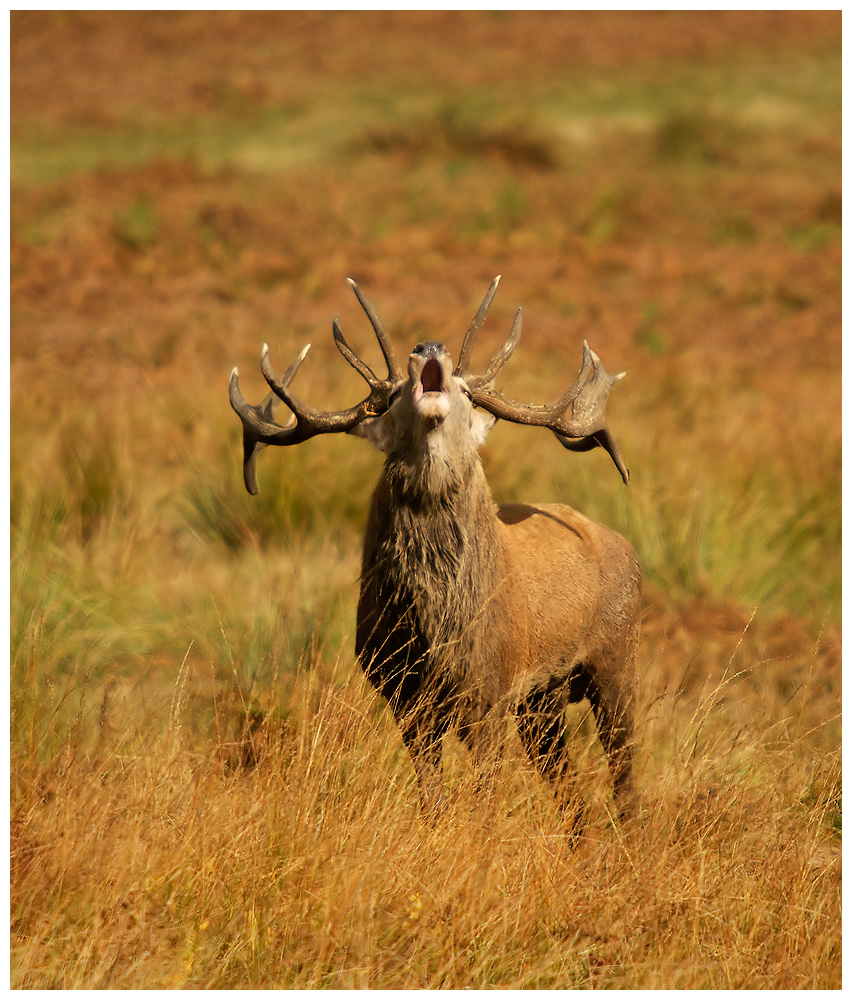 Red deer Stag