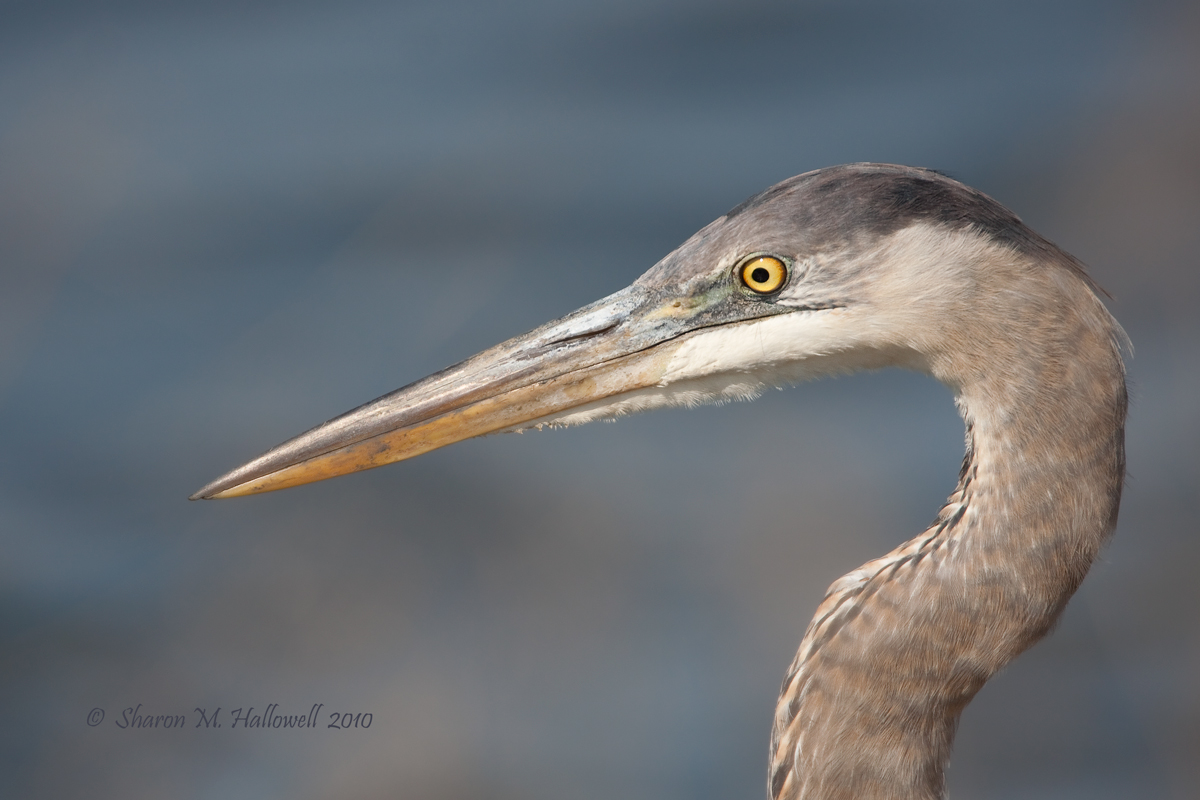 GBH Portrait