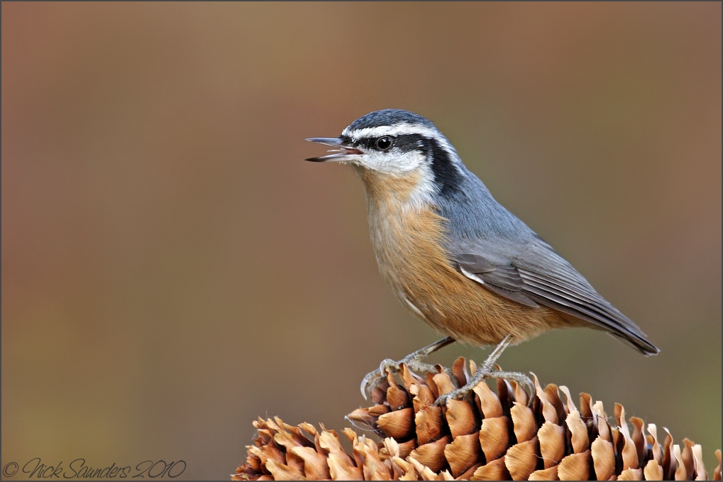 Red-breasted Nuthatch