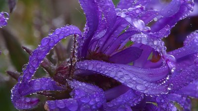 New England Aster