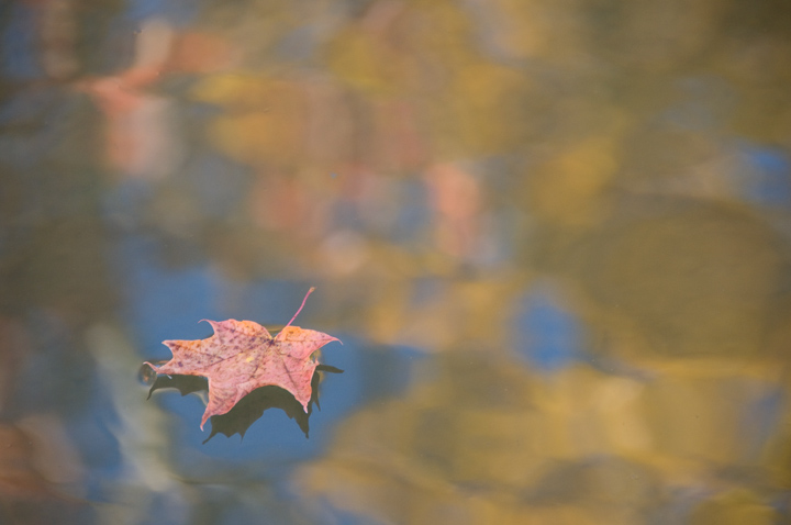 fall reflections