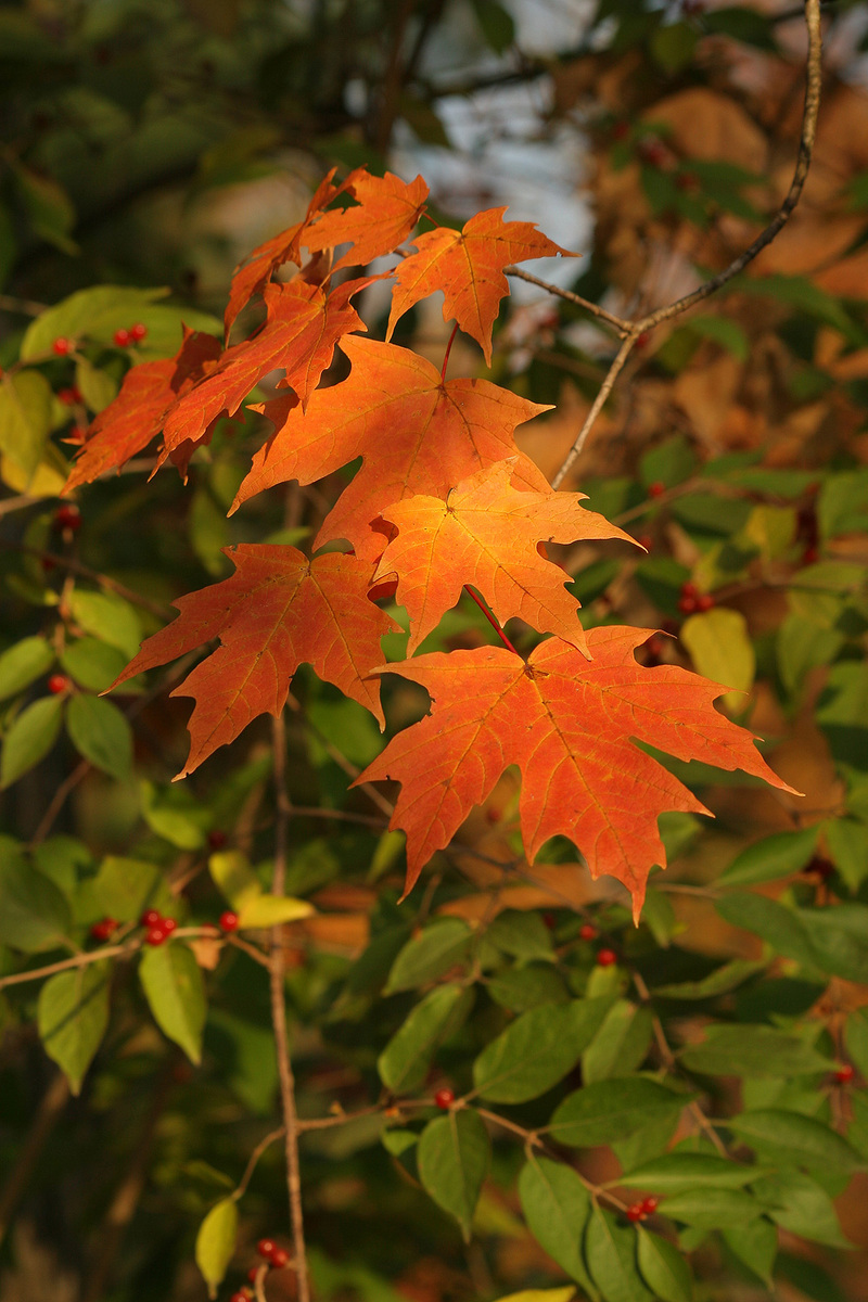 Leaves