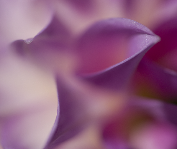 Thoughts in Purple + Repost