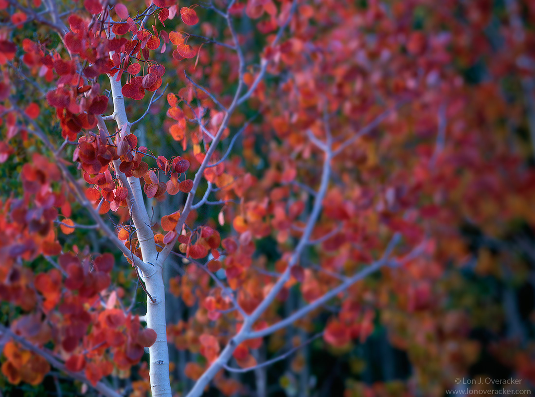 Red  (w/ crop version)