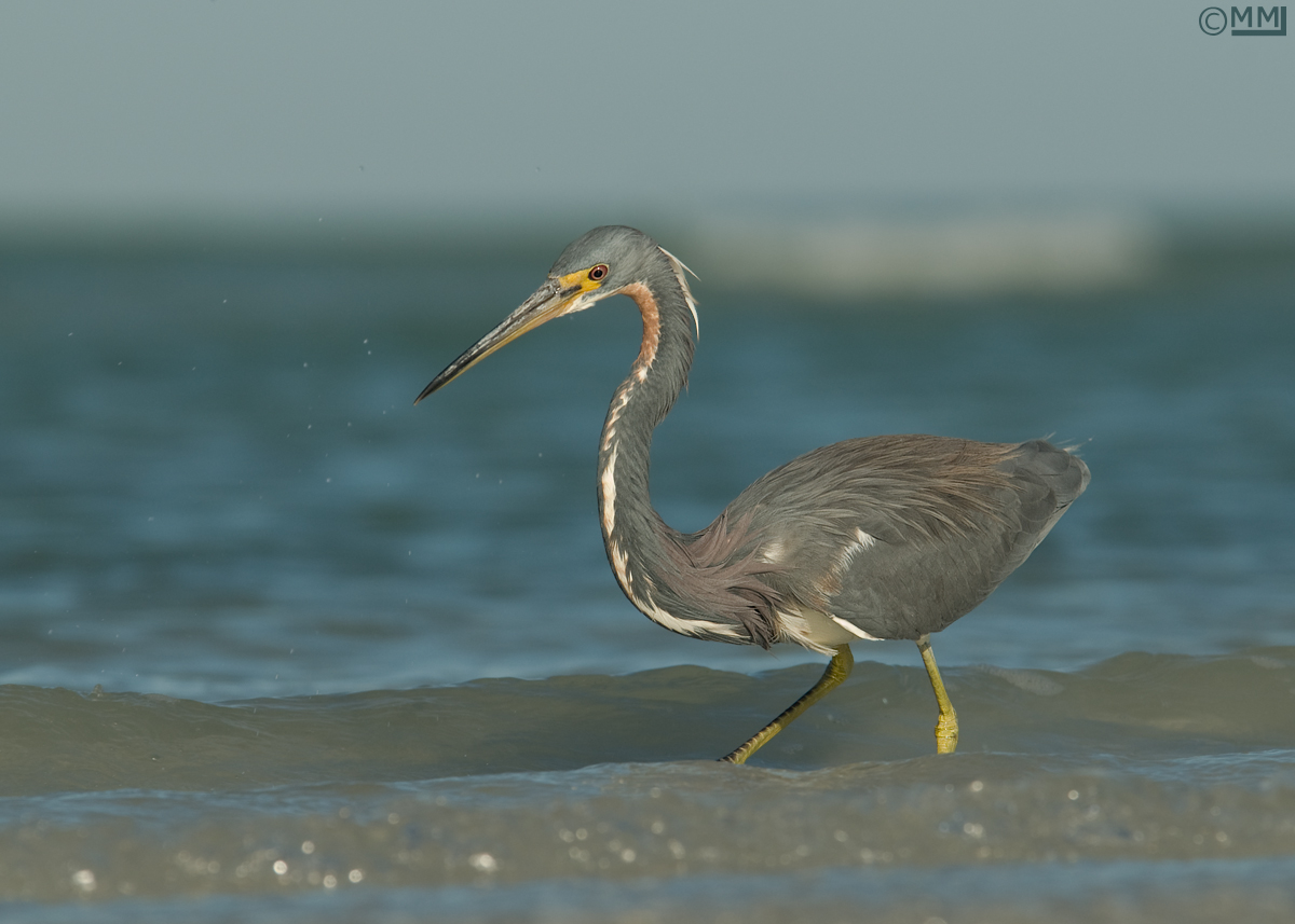 Tricolored Heron