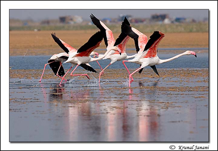 Greater Flamingo 1