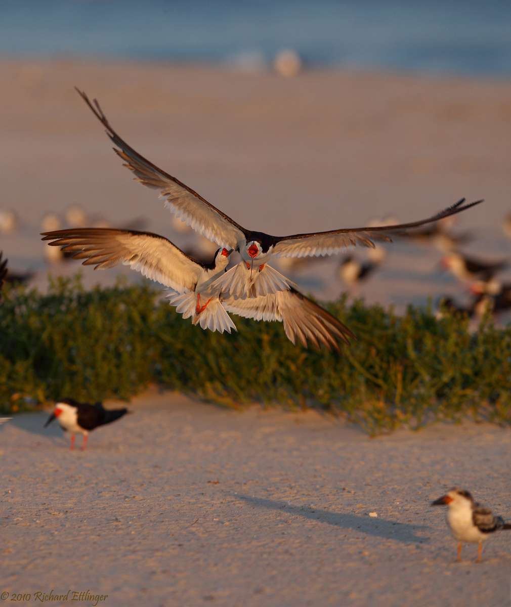 Black Skimmers