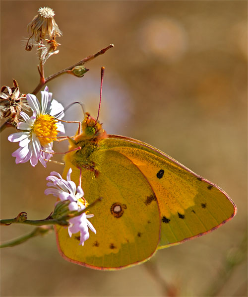 Orange Sulphur