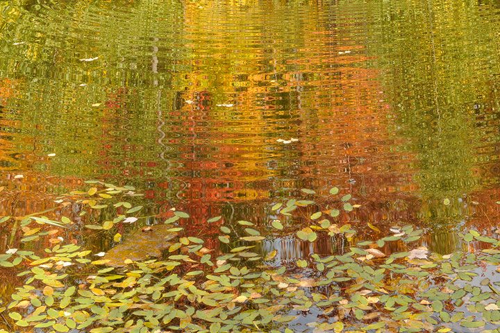 Autumn Ripples