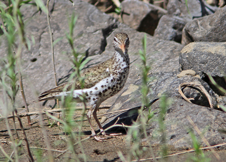 Spotted Sandpiper