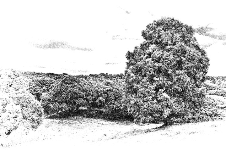 Kaua'i Ranchland