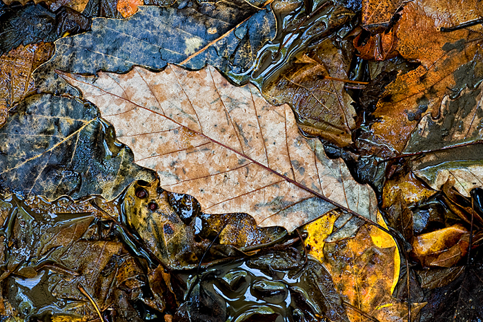 Matted Leaves