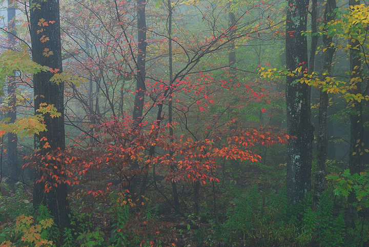Foggy Forest