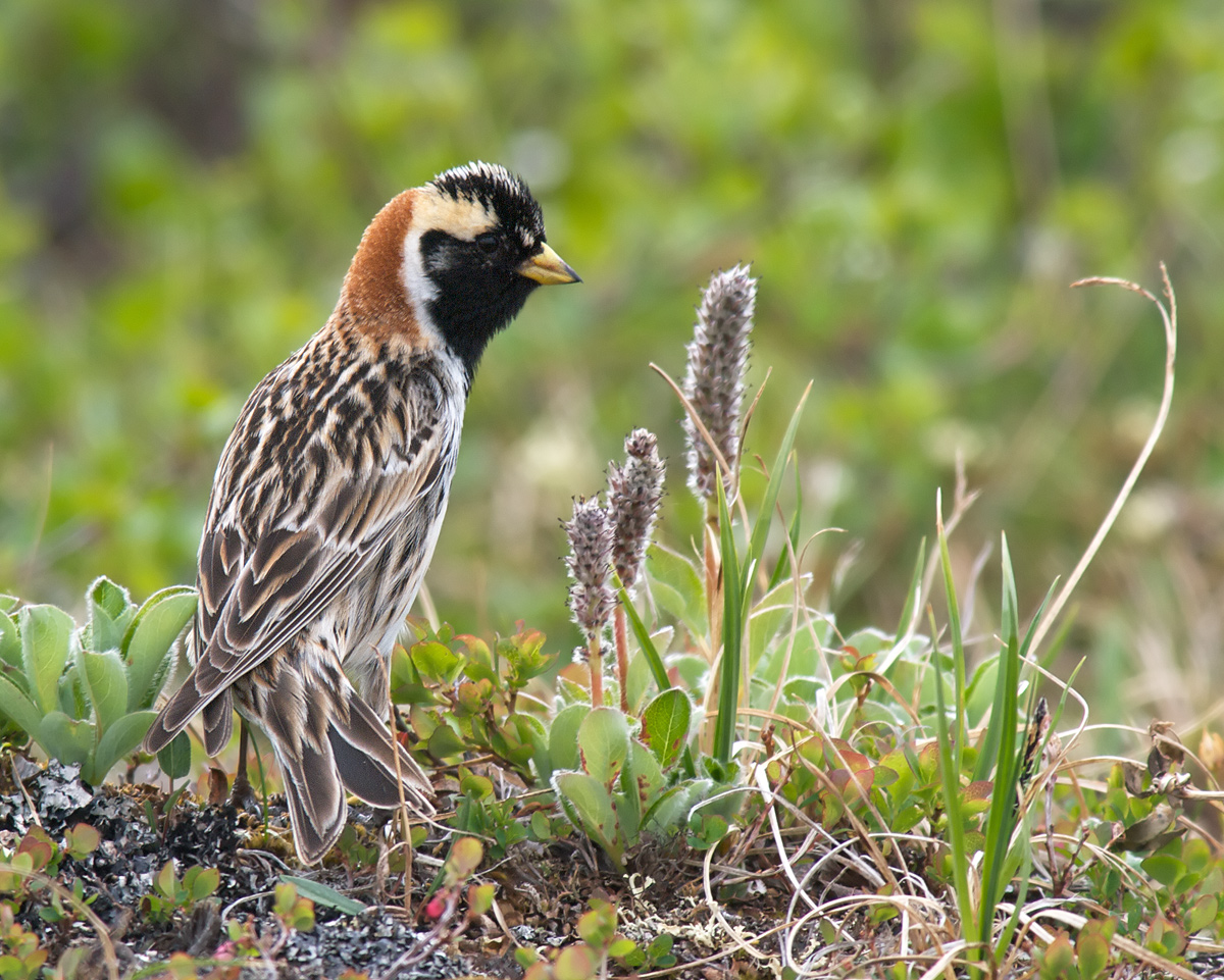 Lapland Longspur