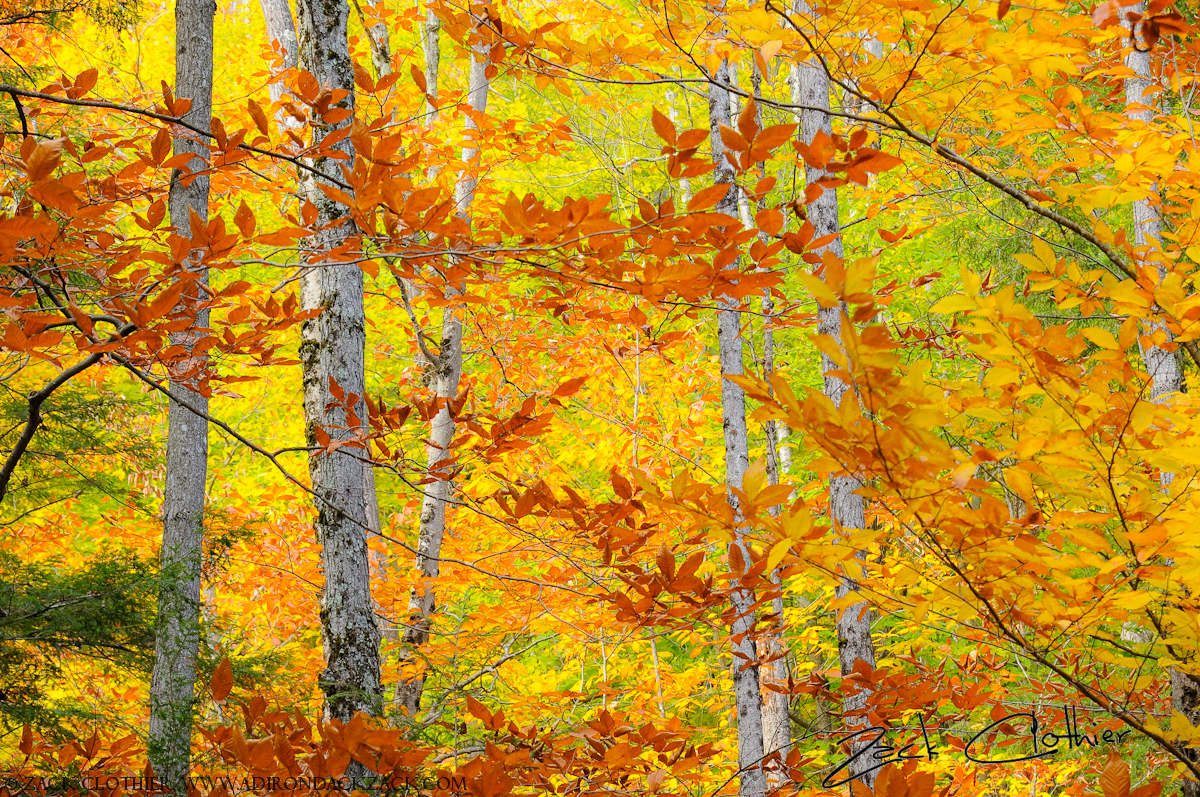 Autumn Palette