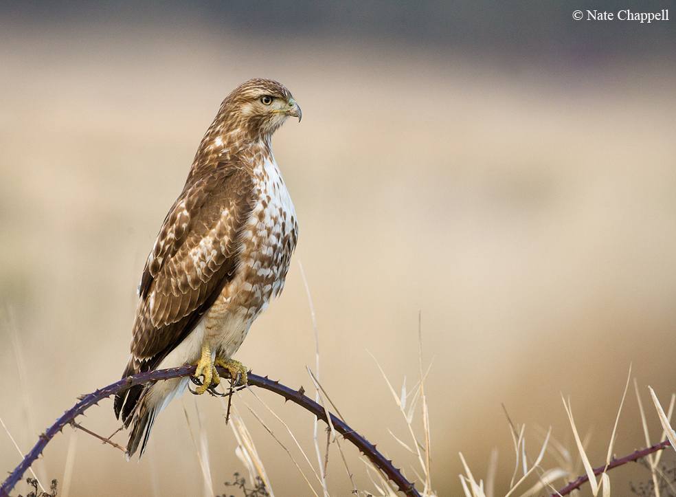 Red-tailed Hawk
