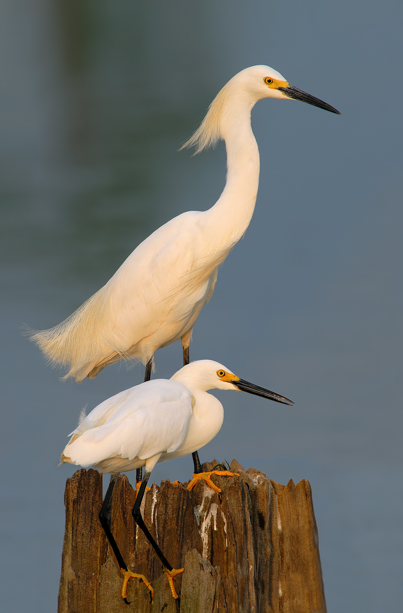 SNOWY EGRETS
