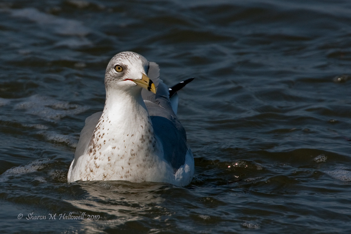 Ring-billed Gull