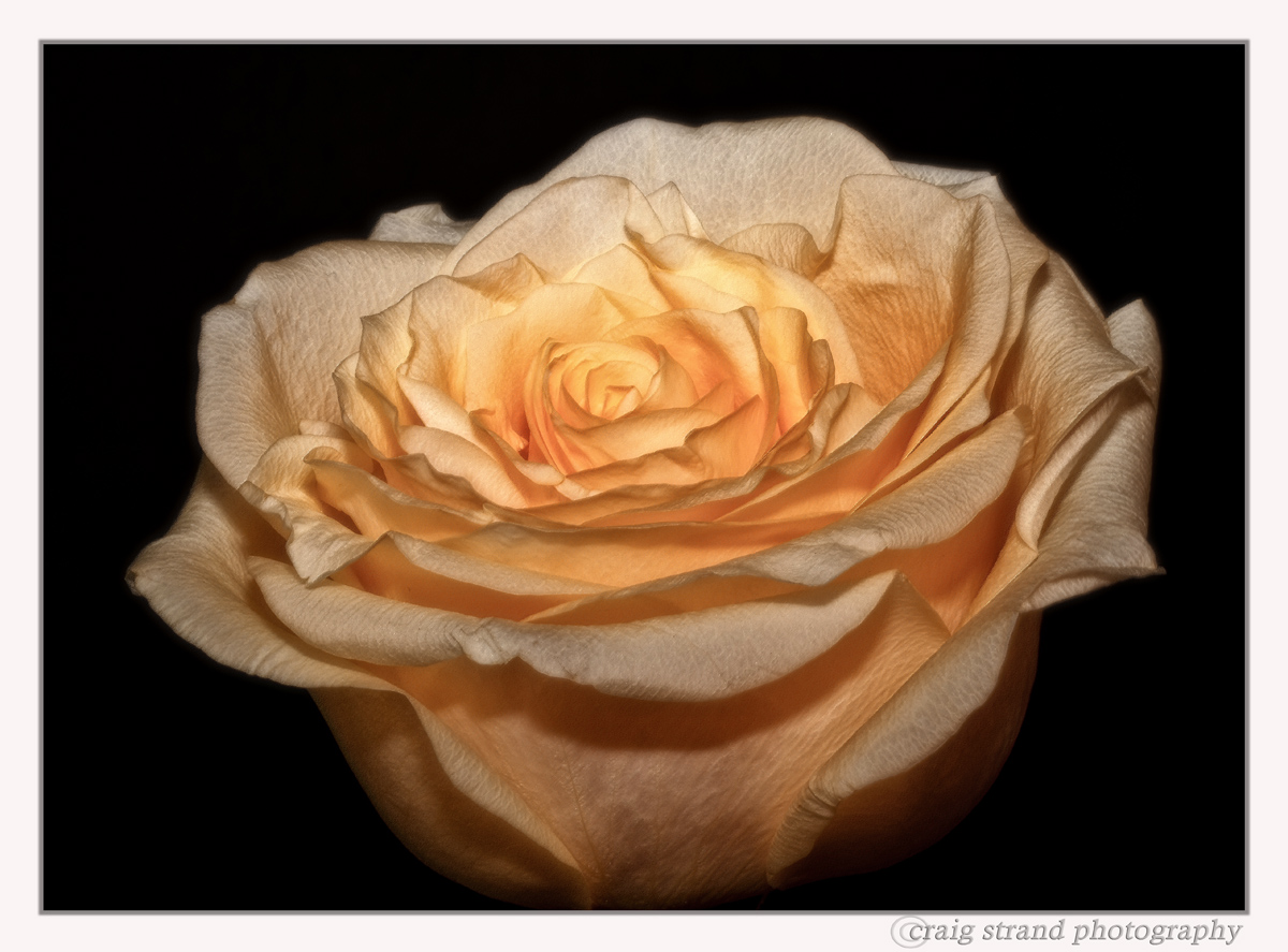 Petal Glow