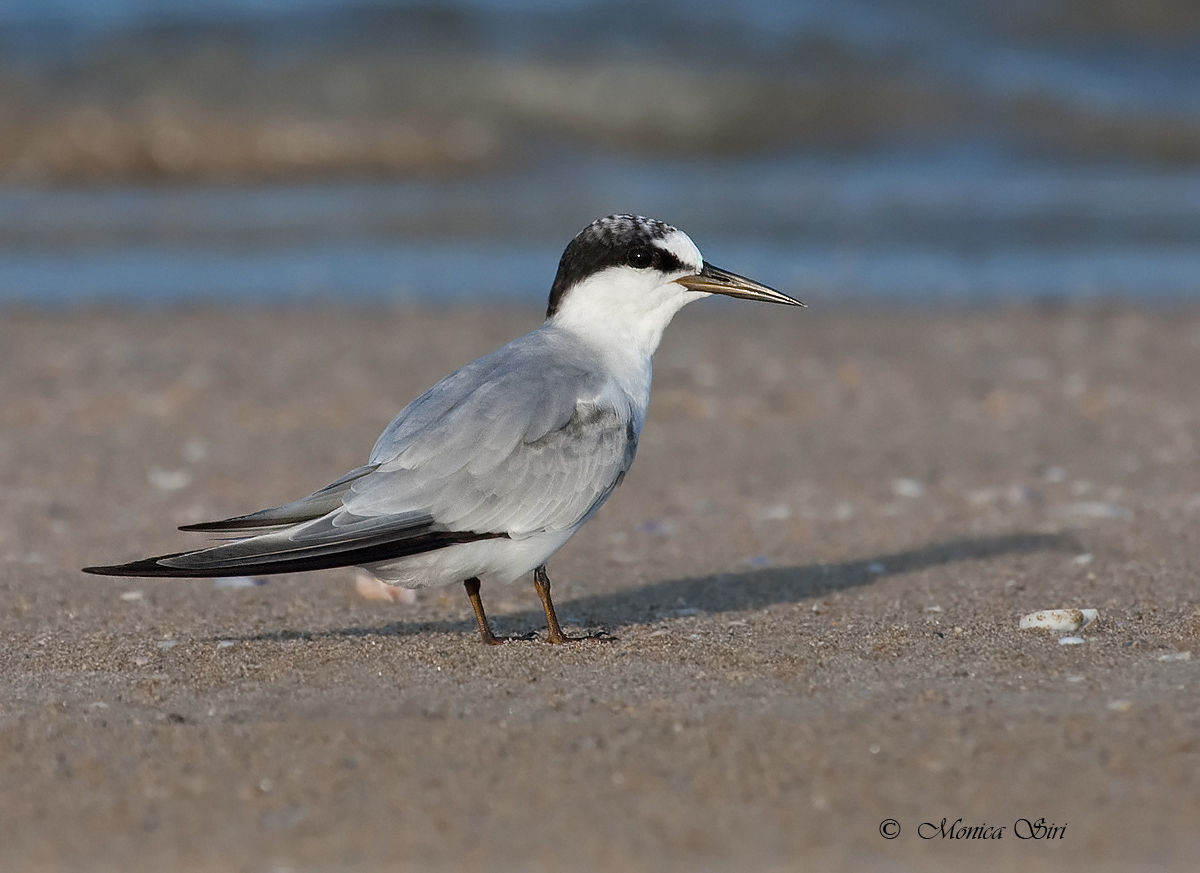 Least Tern