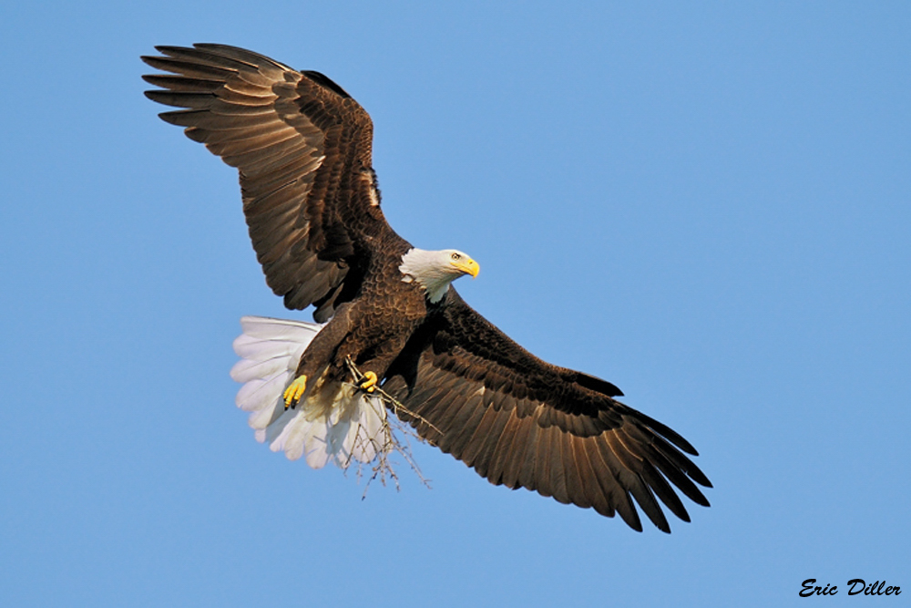 Spread Eagle