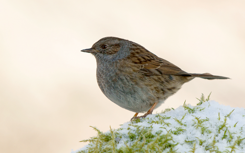 Dunnock in snow + repost