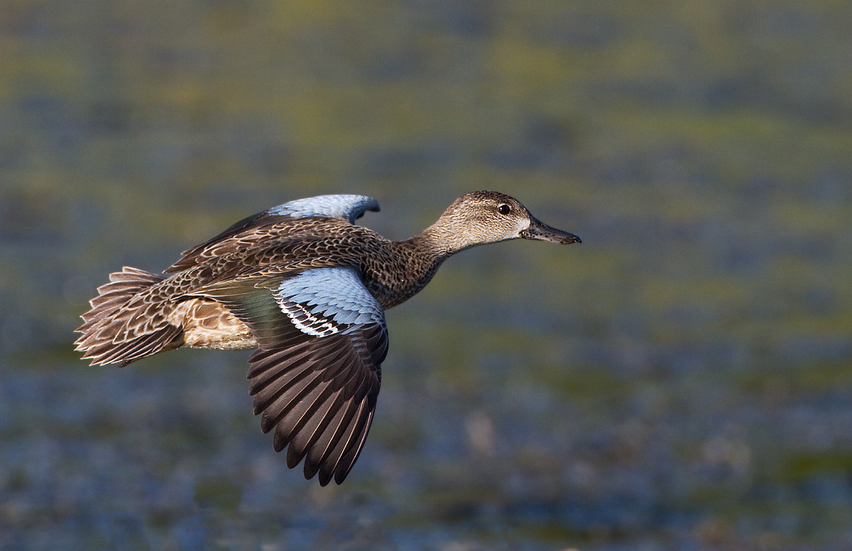 Blue-winged teal