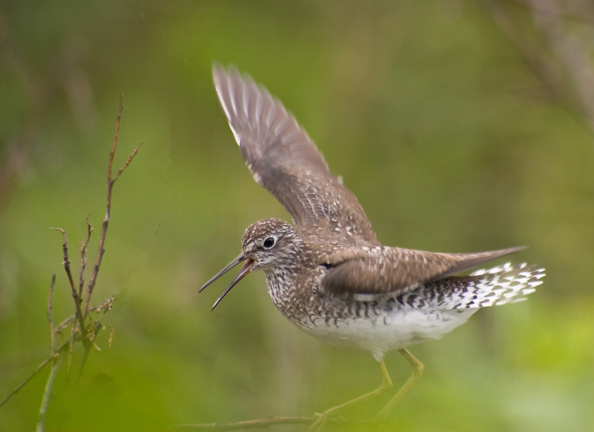Yellowlegs