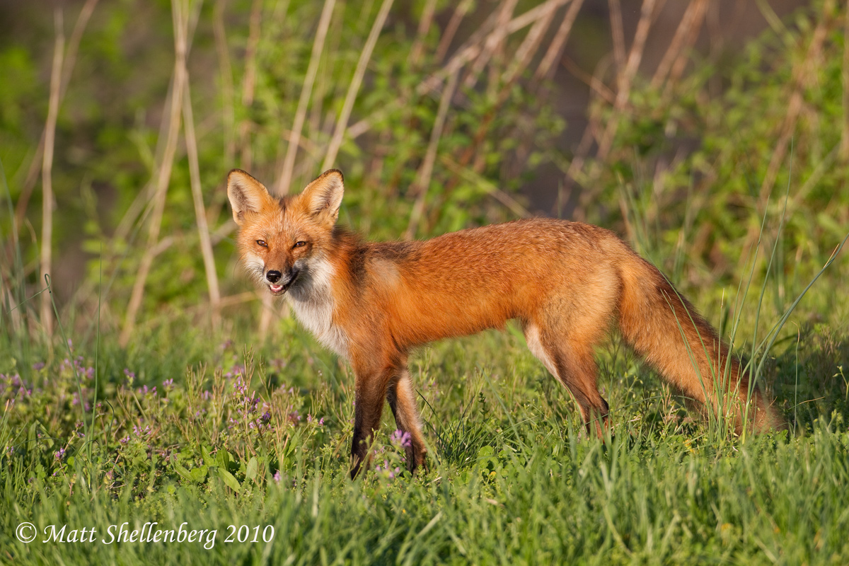 Red Fox