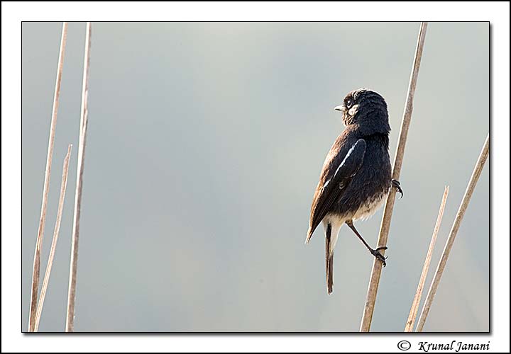 Pied Bushchat