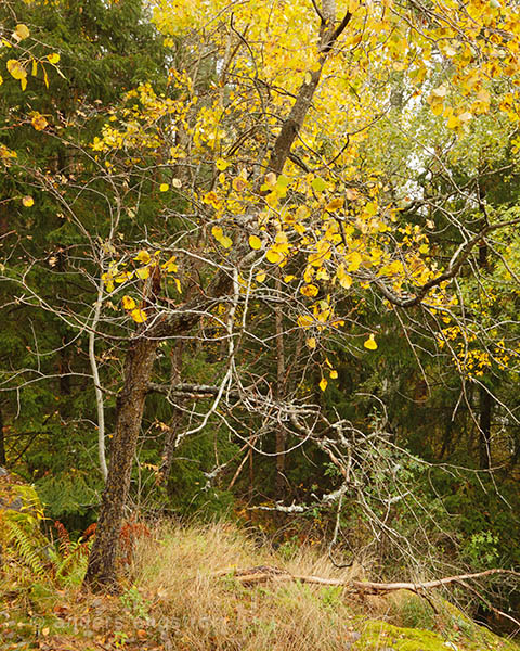 The crooked aspen