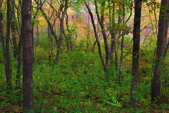 The Woods