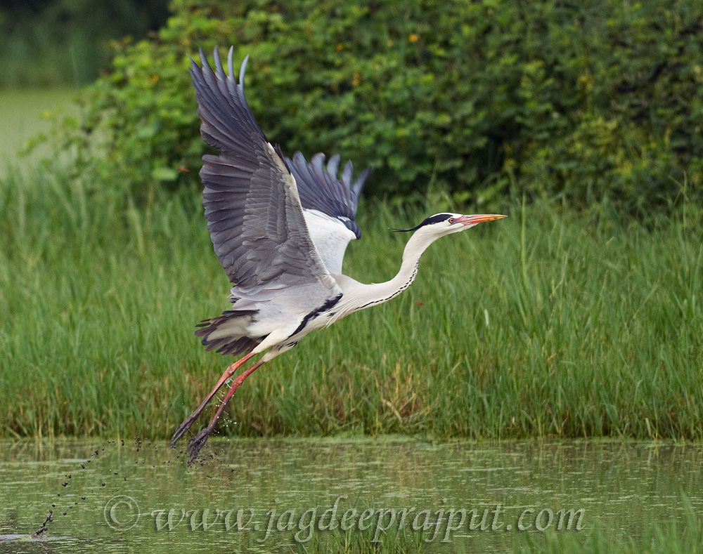 Grey Heron taking off