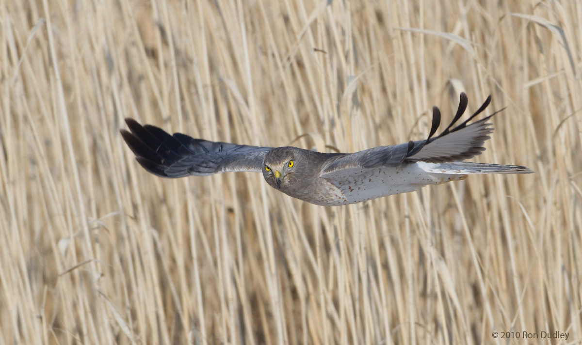Northern Harrier