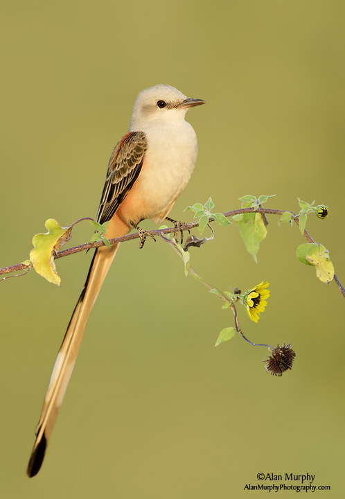 Scissor-tailed Flycatche